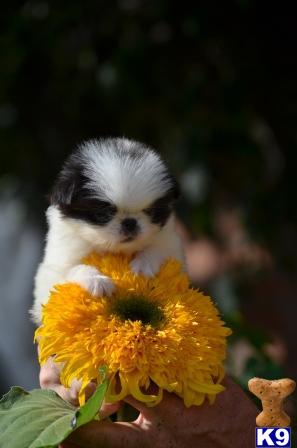 Japanese Chin dog