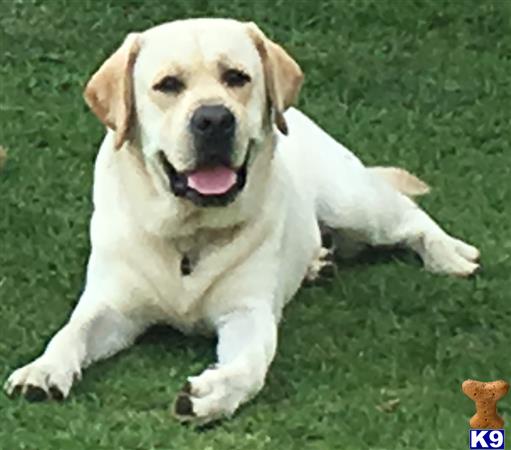 a labrador retriever dog lying on grass