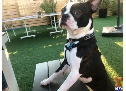 Boston Terrier