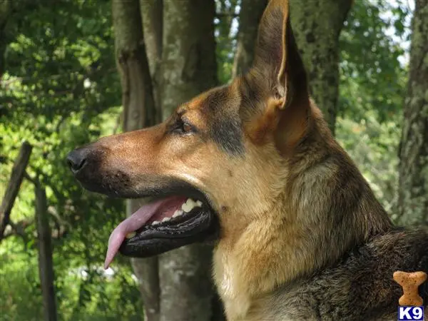 German Shepherd female dog