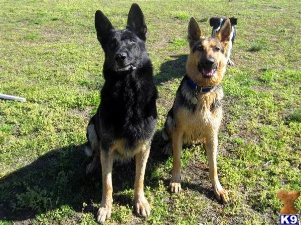 German Shepherd female dog