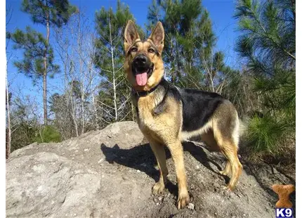 German Shepherd