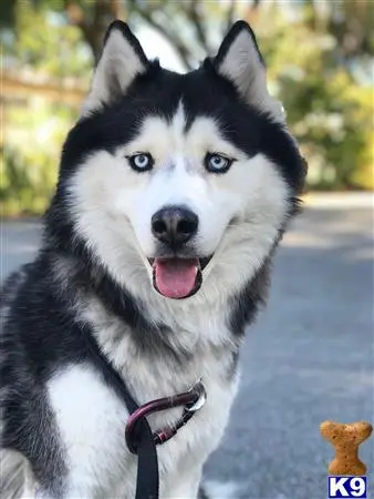 Siberian Husky stud dog