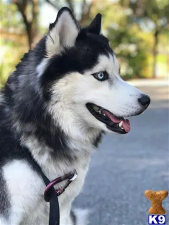 Siberian Husky stud dog