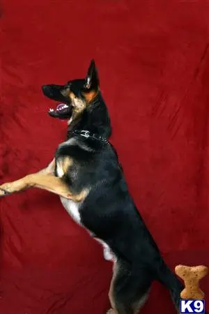 German Shepherd stud dog