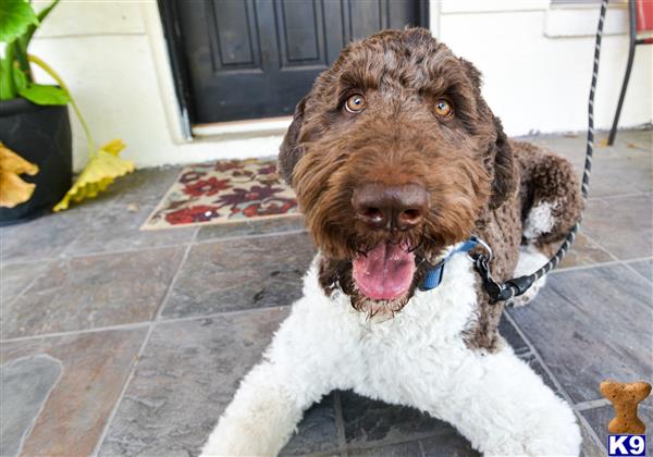 Poodle stud dog