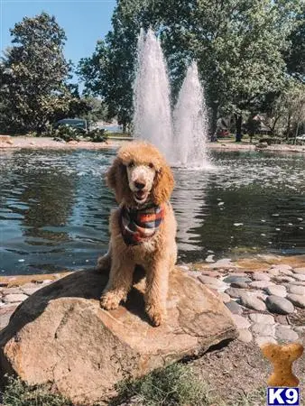 Poodle stud dog