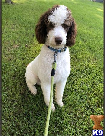 a poodle dog sitting on grass