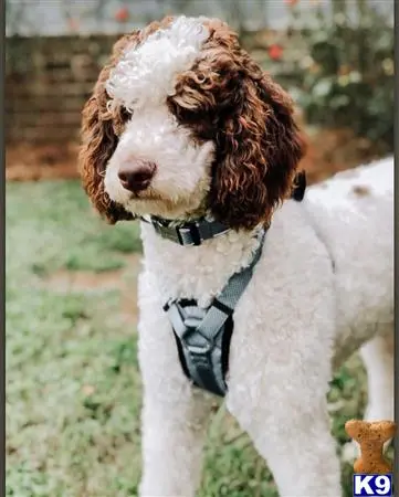 Poodle stud dog