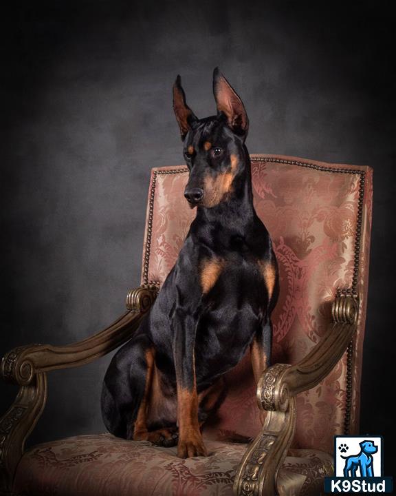 a doberman pinscher dog sitting on a chair