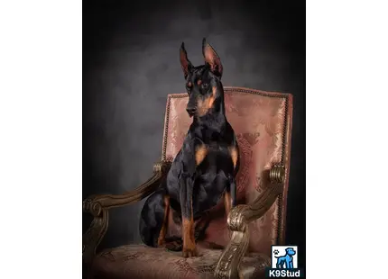 a doberman pinscher dog sitting on a chair