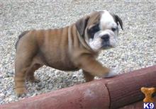 english bulldog puppy posted by rollkelly