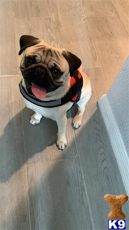 Pug