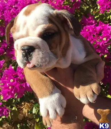 English Bulldog puppy for sale