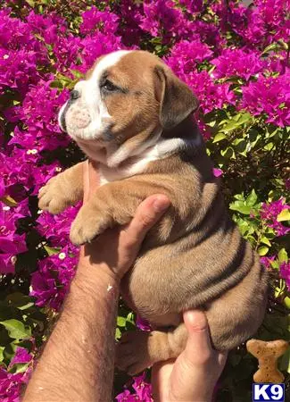 English Bulldog puppy for sale