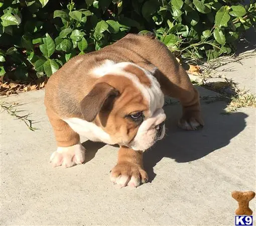 English Bulldog puppy for sale