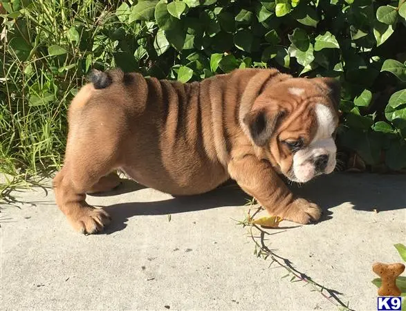 English Bulldog puppy for sale