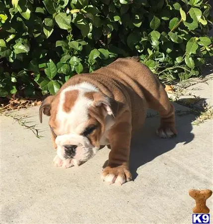 English Bulldog puppy for sale