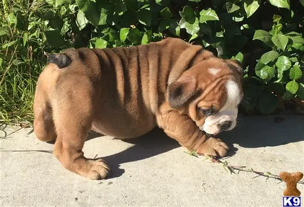 English Bulldog puppy for sale