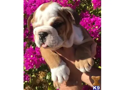 English Bulldog