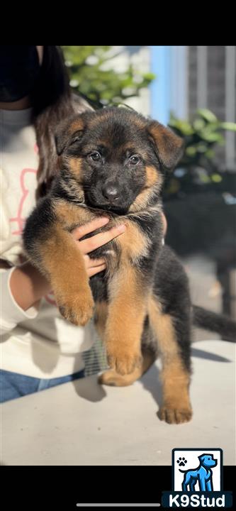 a person holding a german shepherd dog