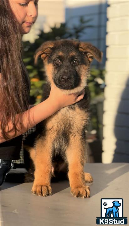 a person holding a german shepherd dog