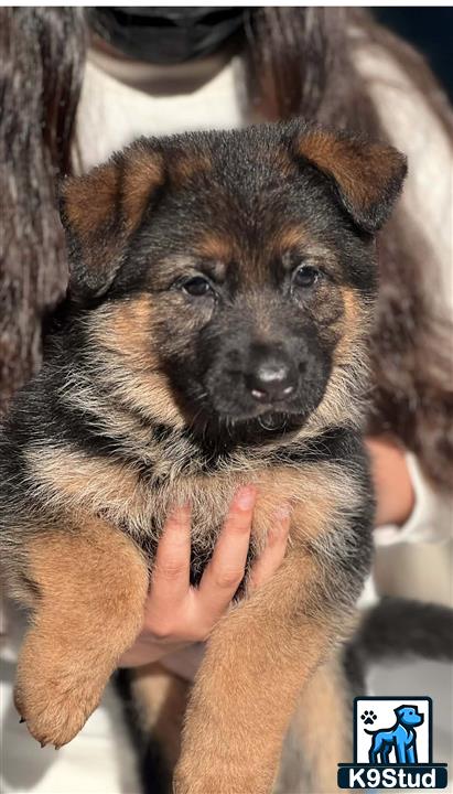 a person holding a german shepherd dog