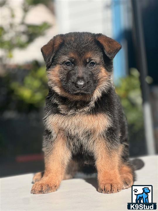 a german shepherd puppy sitting on a ledge