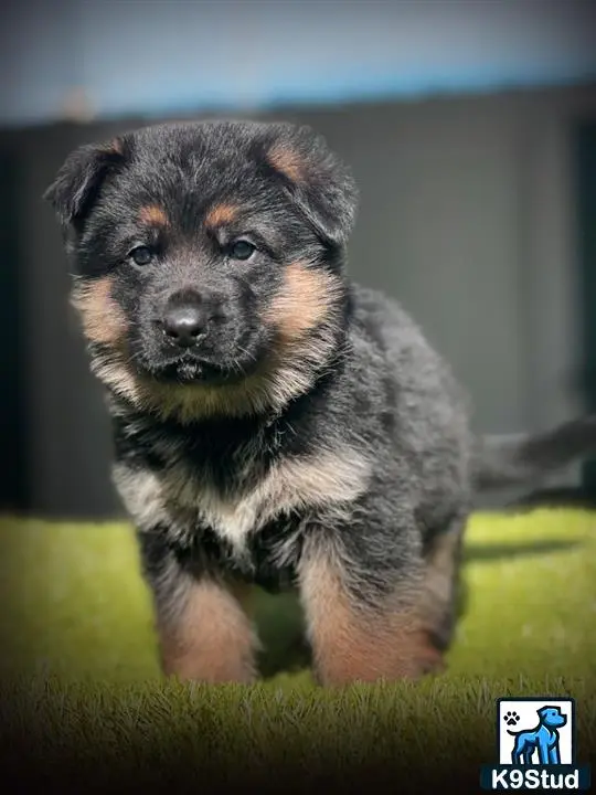 German Shepherd