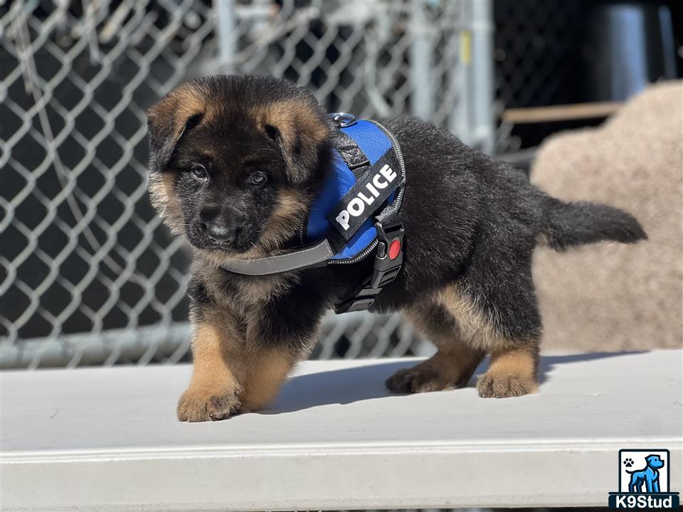 a german shepherd dog wearing a harness