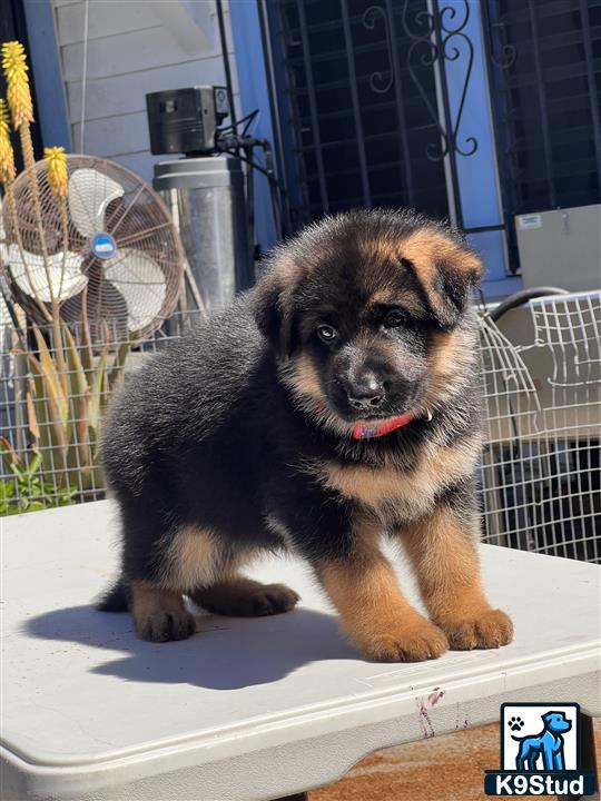 a german shepherd dog sitting on a table