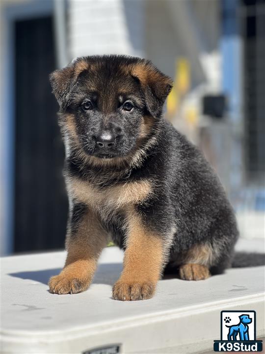 a small german shepherd puppy on a white surface