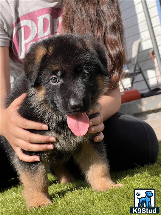 a person holding a german shepherd puppy
