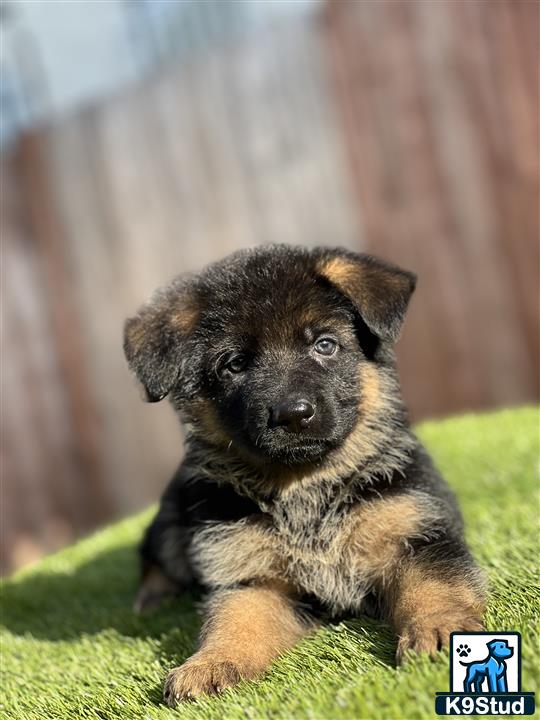 a german shepherd puppy lying on grass