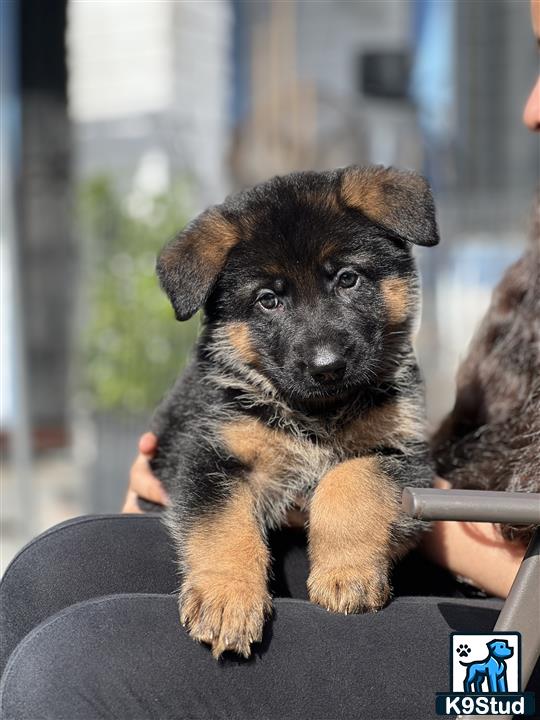 a german shepherd puppy sitting on a chair