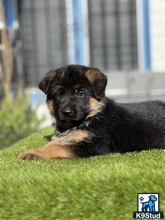 a german shepherd dog lying on a green surface