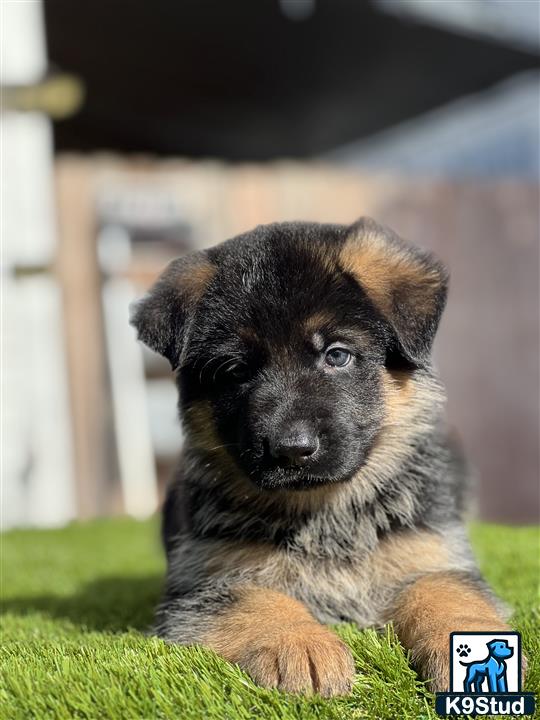 a german shepherd puppy lying on grass
