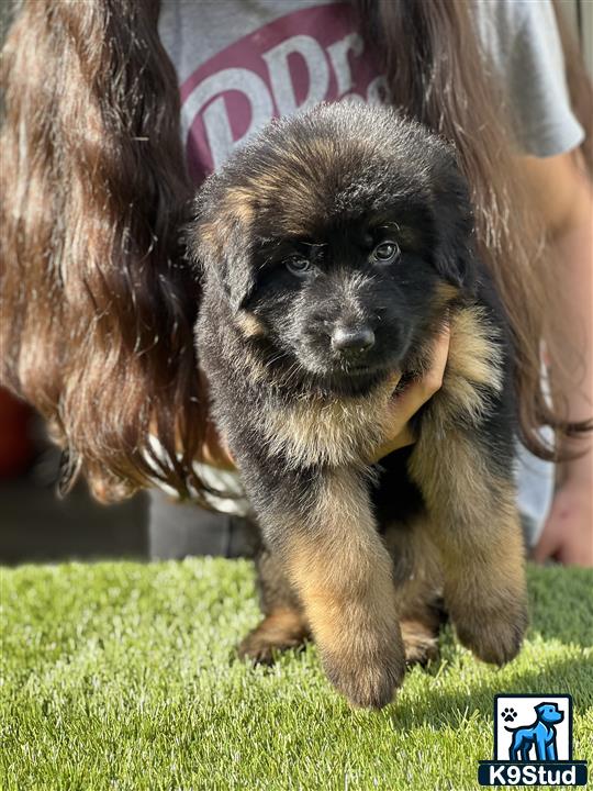 a small black and white german shepherd puppy