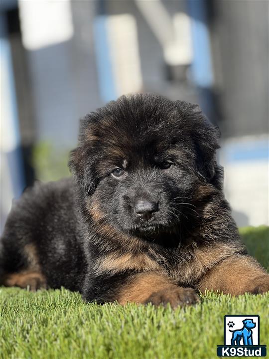 a german shepherd puppy lying on grass