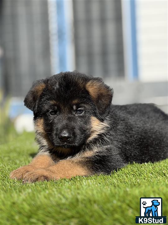 a german shepherd puppy lying on a green surface