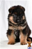 german shepherd puppy posted by roman123