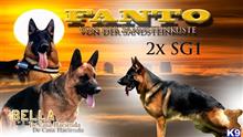 german shepherd puppy posted by roman123
