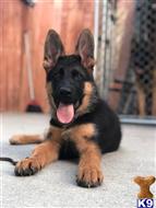 german shepherd puppy posted by roman123