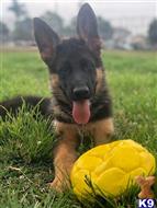 german shepherd puppy posted by roman123