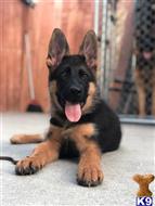 german shepherd puppy posted by roman123