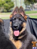 german shepherd puppy posted by roman123