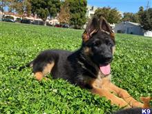 german shepherd puppy posted by roman123