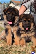 german shepherd puppy posted by roman123