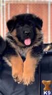 german shepherd puppy posted by roman123