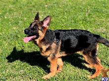german shepherd puppy posted by roman123